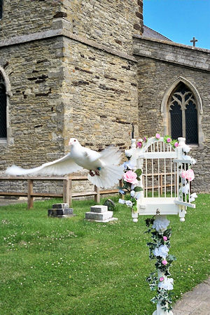 Dove being released