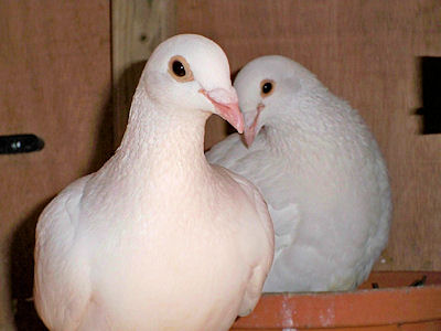 Dove being released