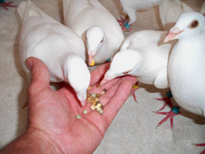 White wedding doves